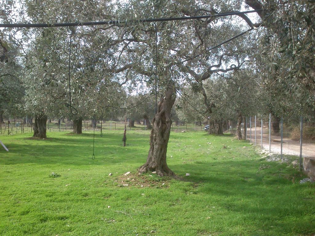 Elea Stone Houses In Organic Quiet Olive Grove, Prinos, Thassos Экстерьер фото